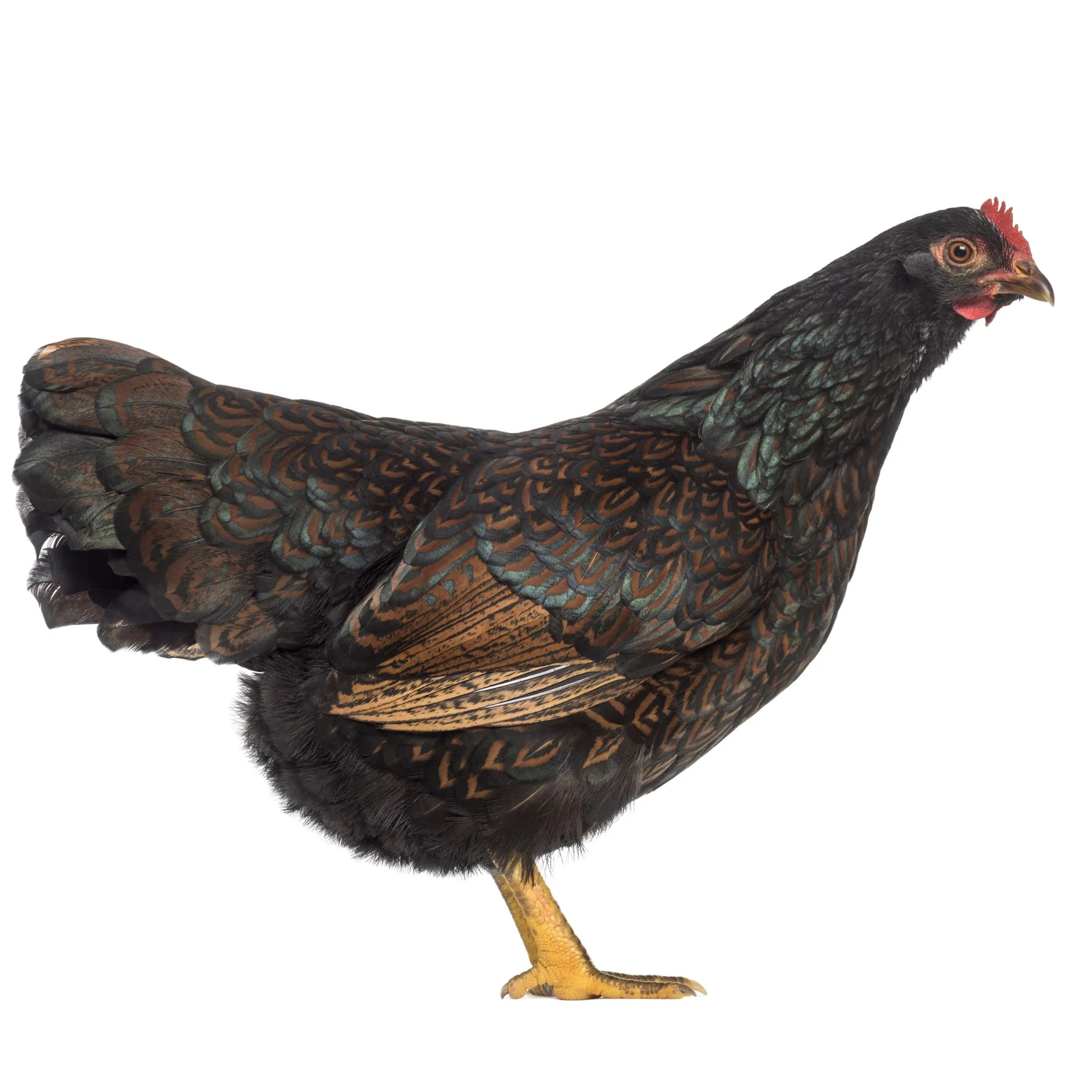 Baby Chicks: Double-Laced Barnevelder - Weidukt