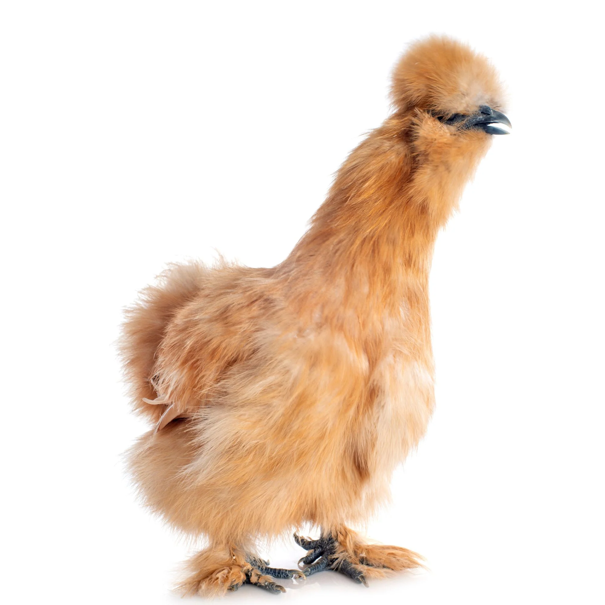 Baby Chicks: Buff Silkie Bantam - Weidukt
