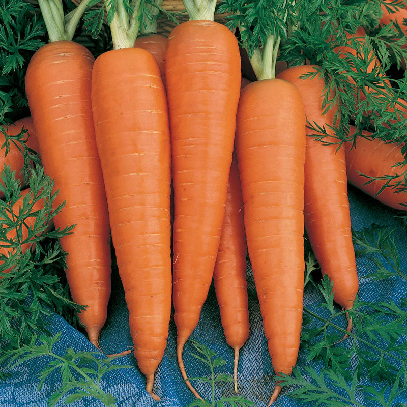 Danvers Carrot Seeds (Organic) - Weidukt