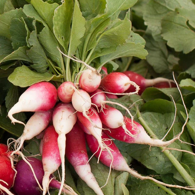 French Breakfast Radish Seeds (Organic) - Weidukt