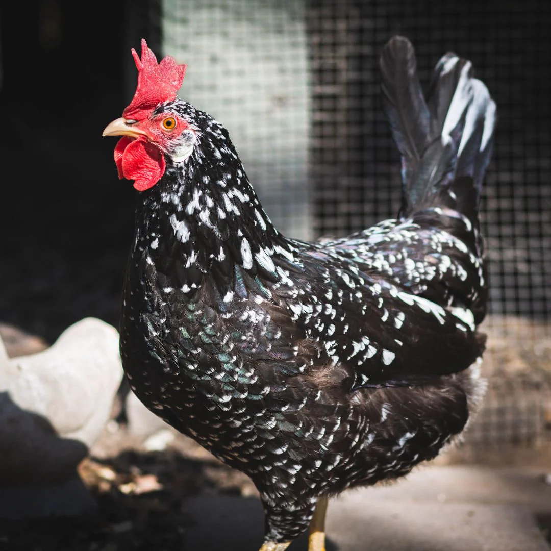 Baby Chicks: Ancona - Weidukt