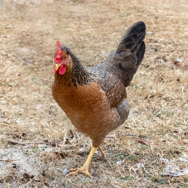 Baby Chicks: Partridge Olive Egger - Weidukt