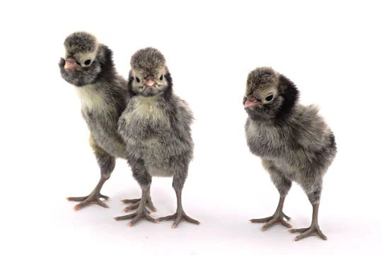 Baby Chicks: Silver Laced Polish - Weidukt