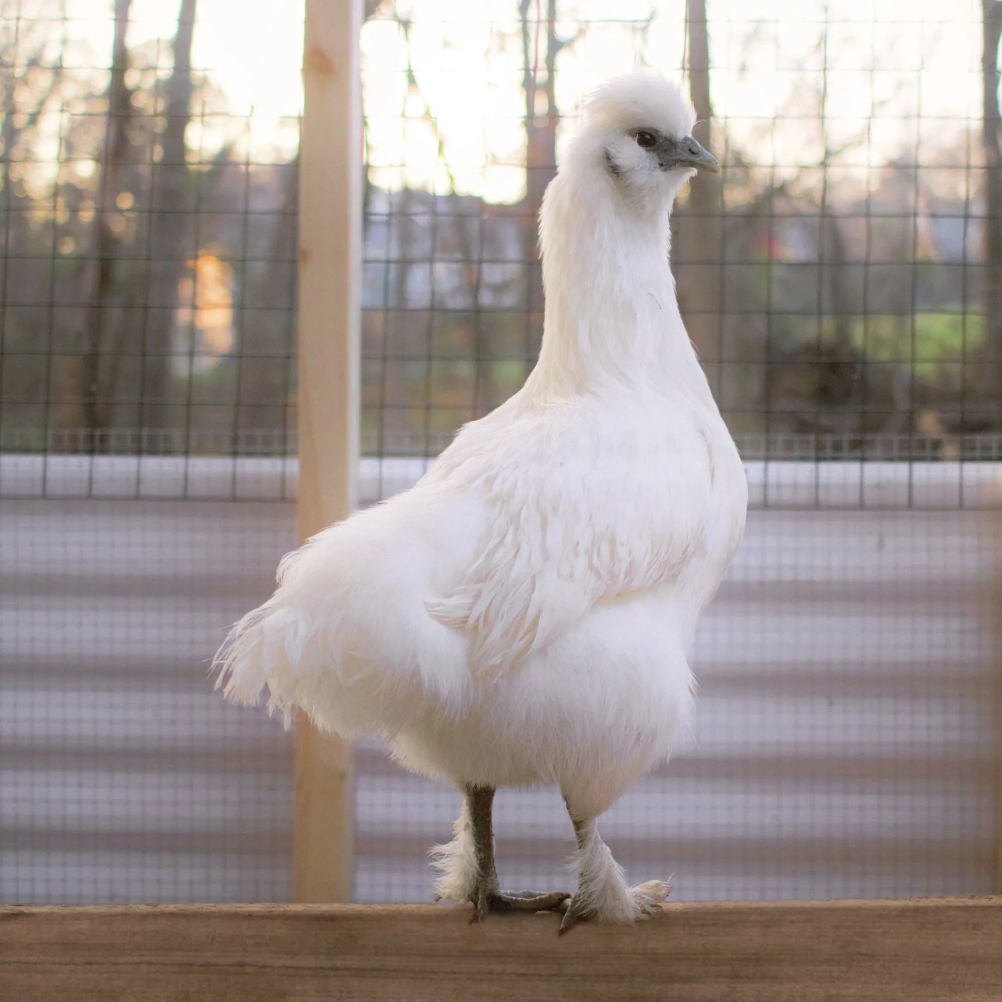 Pullet: Silked White Easter Egger, Shipping Week of - Weidukt