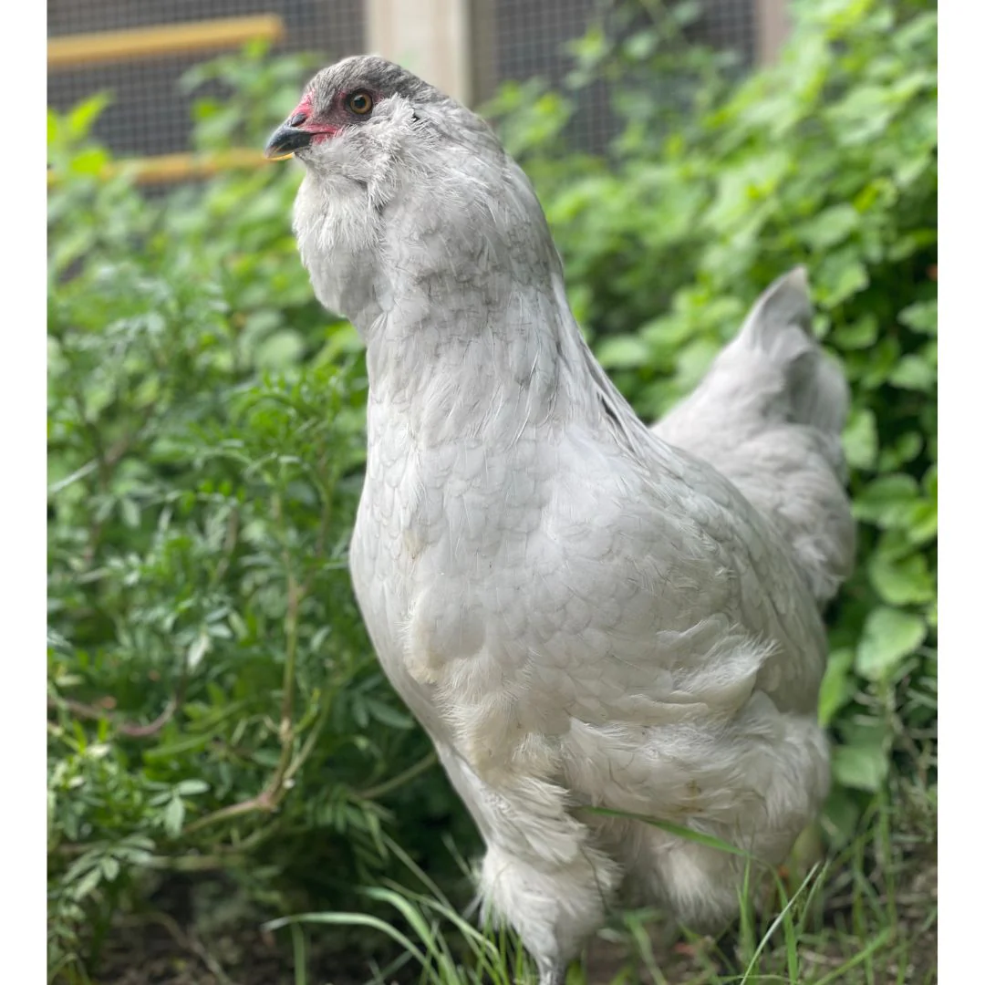 Baby Chicks: Lavender Dream Easter Egger - Weidukt