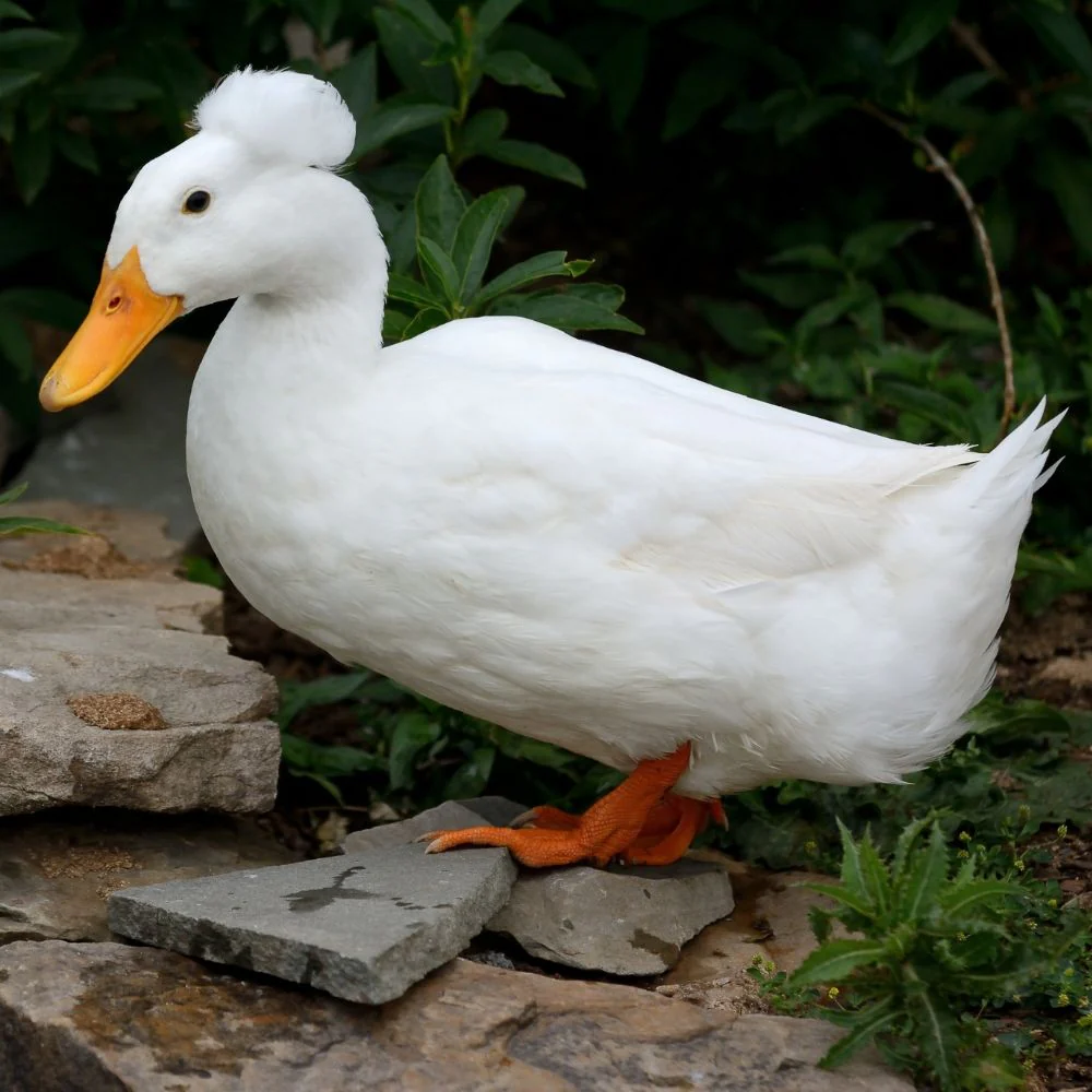 Ducklings: White Crested - Weidukt