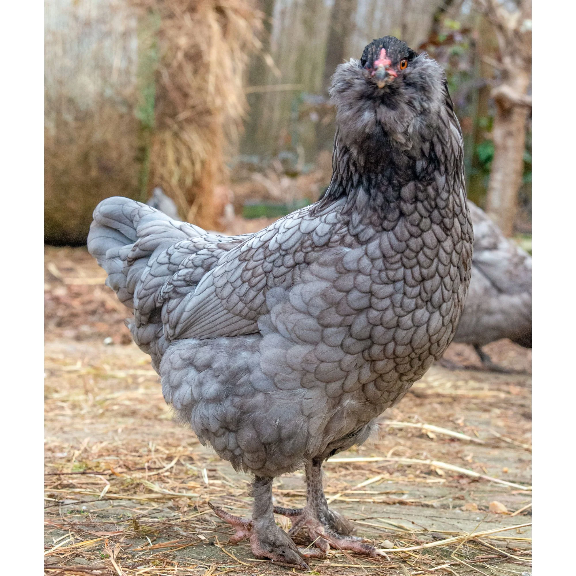 Baby Chicks: Blue/Black Favaucana - Weidukt