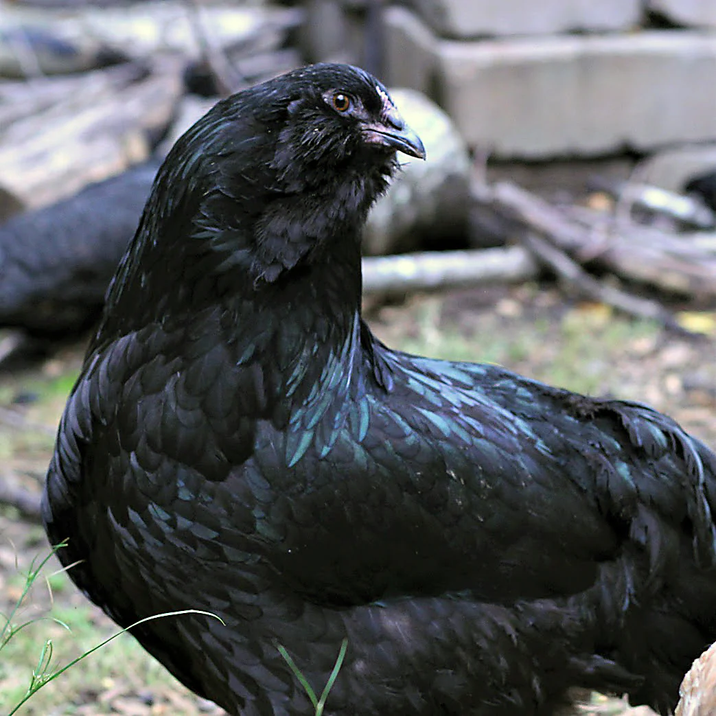 Baby Chicks: Black Ameraucana - Weidukt