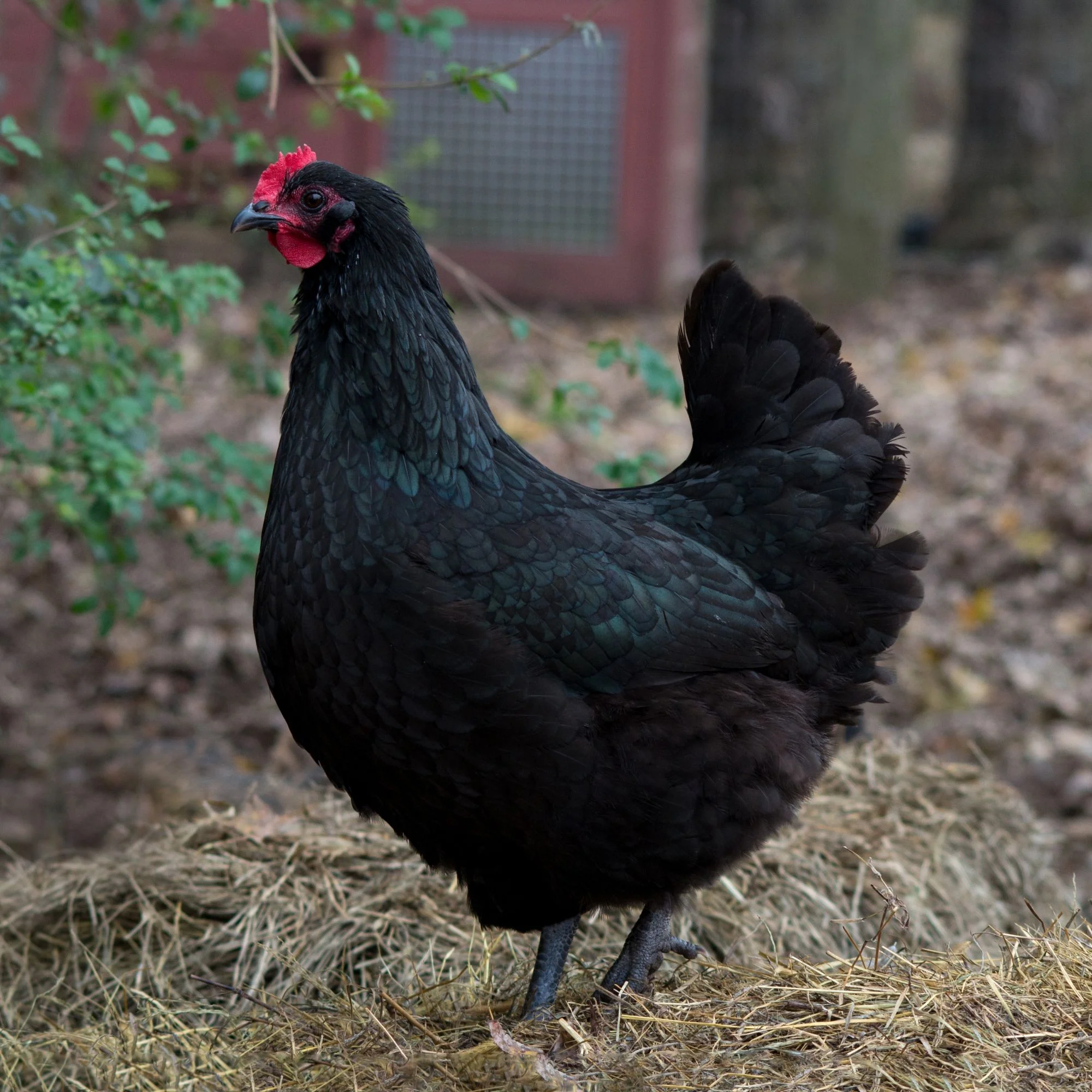 Pullet: Black Australorp, Shipping Week of - Weidukt