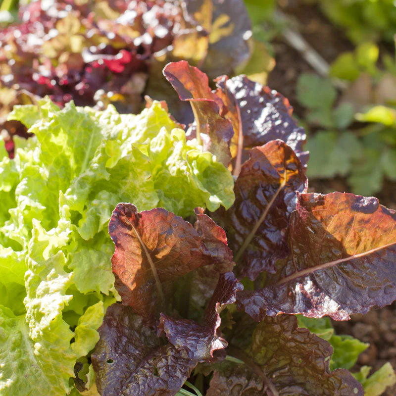 Gourmet Mix Lettuce Seeds (Organic) - Weidukt