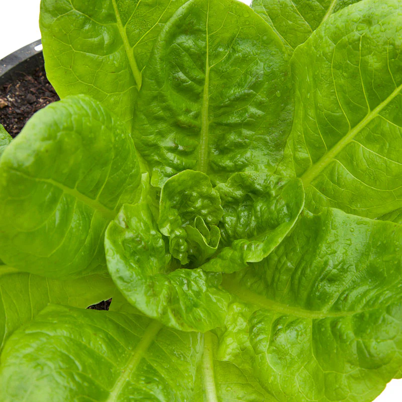 Buttercrunch Lettuce Seeds (Organic) - Weidukt