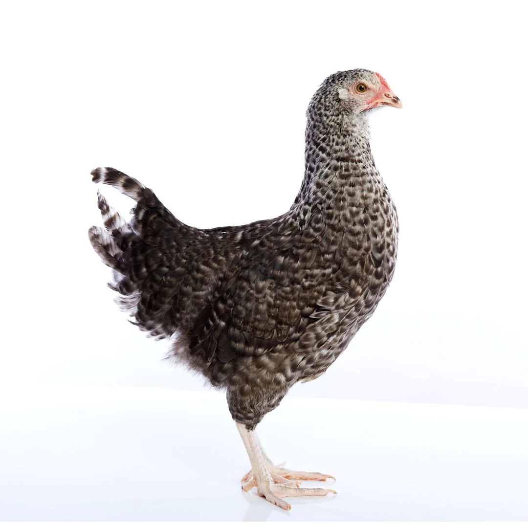 Pullet: Silver Cuckoo Marans, Shipping Week of - Weidukt