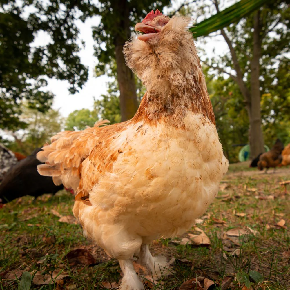 Pullet: Salmon Faverolles, Shipping Week of - Weidukt