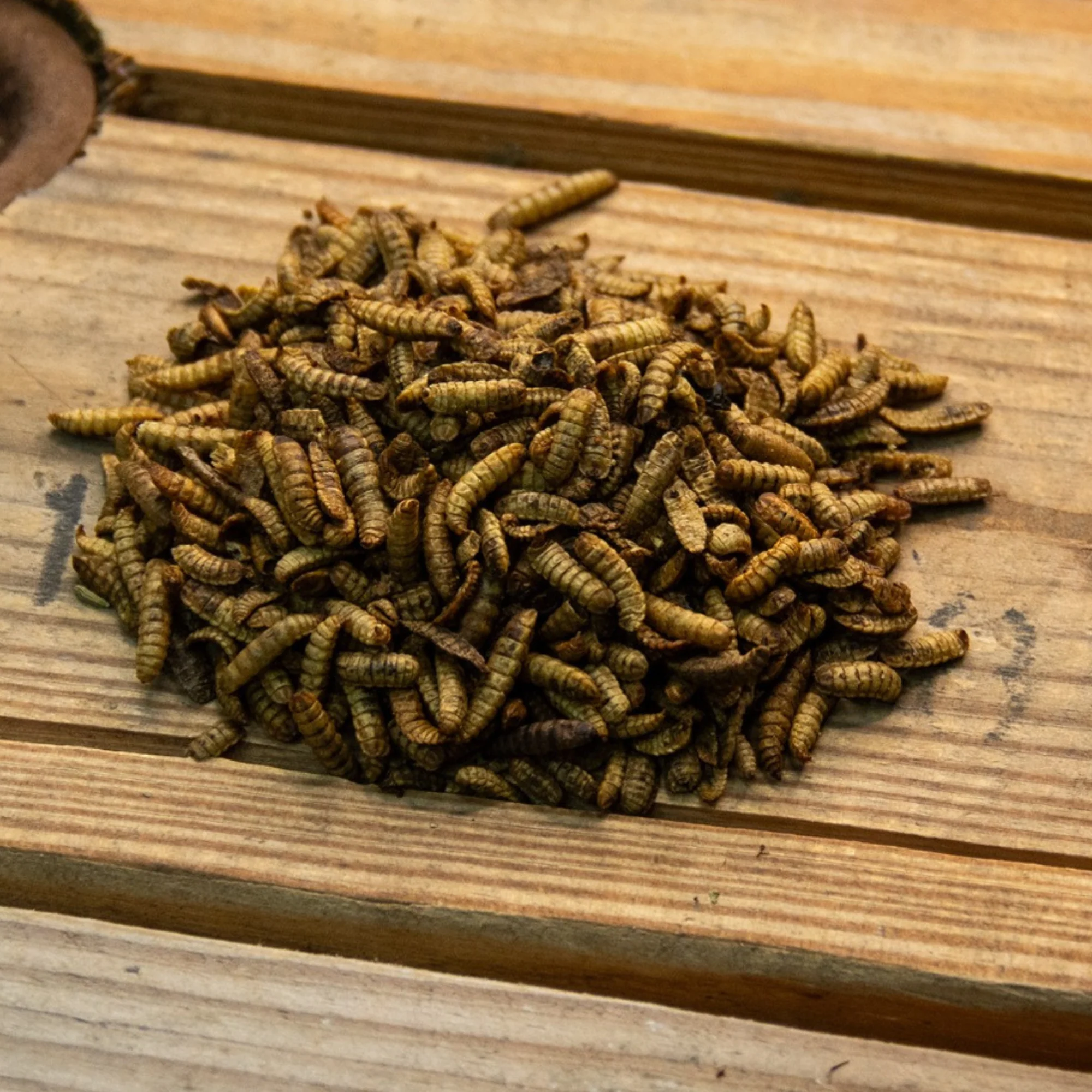 Flock Perfect Chicken Dance Grubs, 1.5 lbs - Weidukt