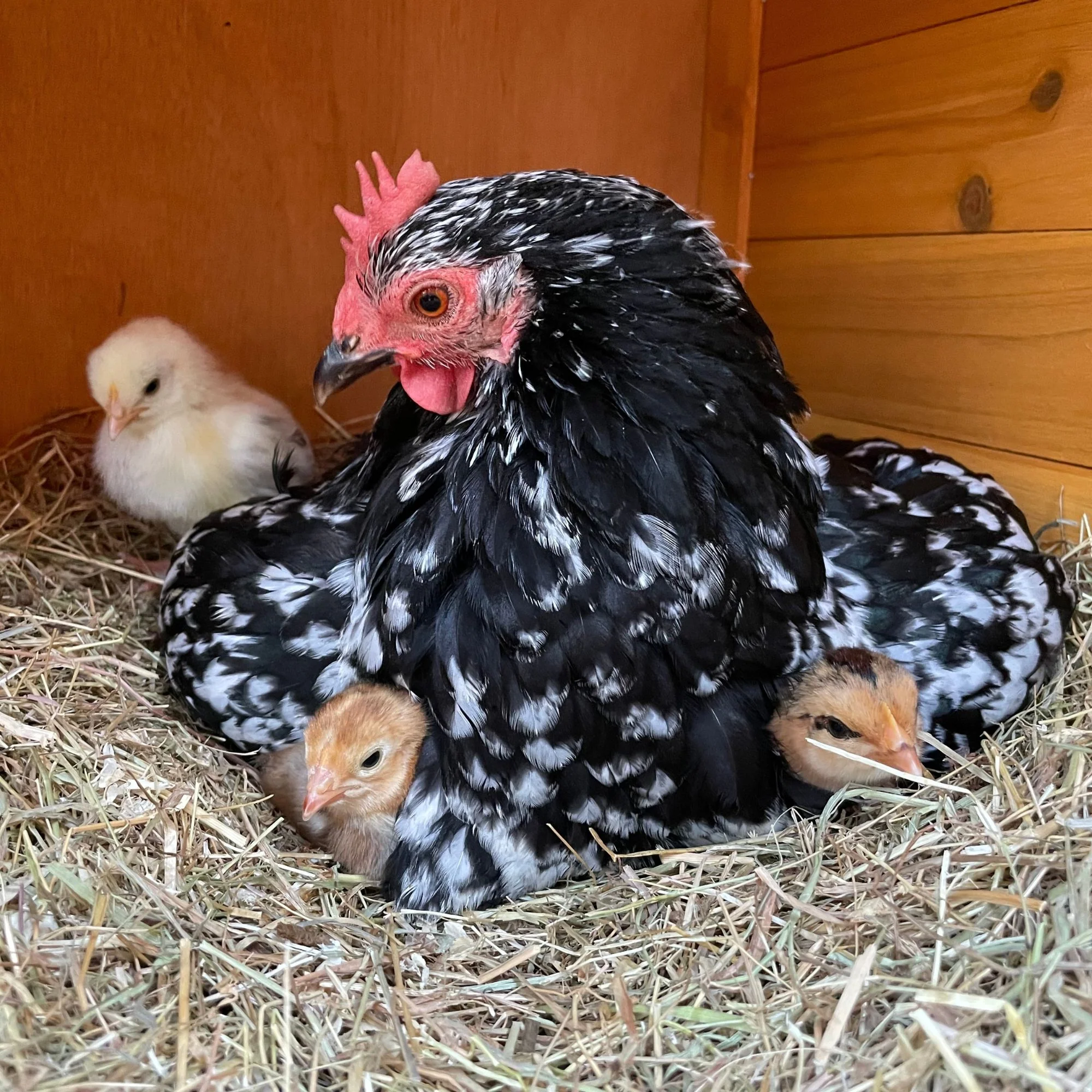 Baby Chicks: Mottled Cochin Bantam - Weidukt