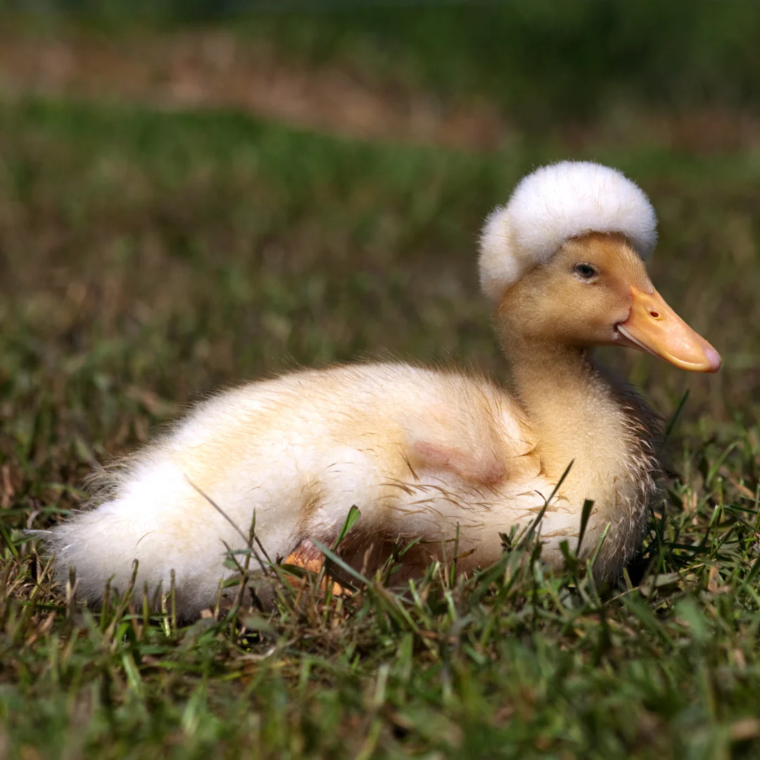 Hatching Eggs: White Crested Duck - Weidukt
