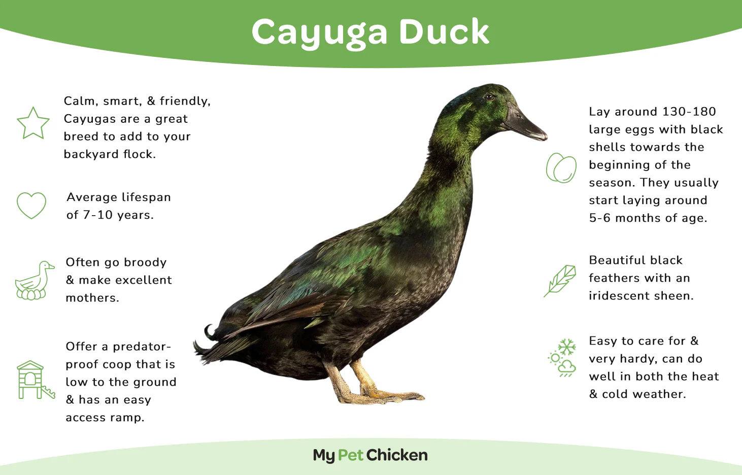 Hatching Eggs: Cayuga Duck - Weidukt