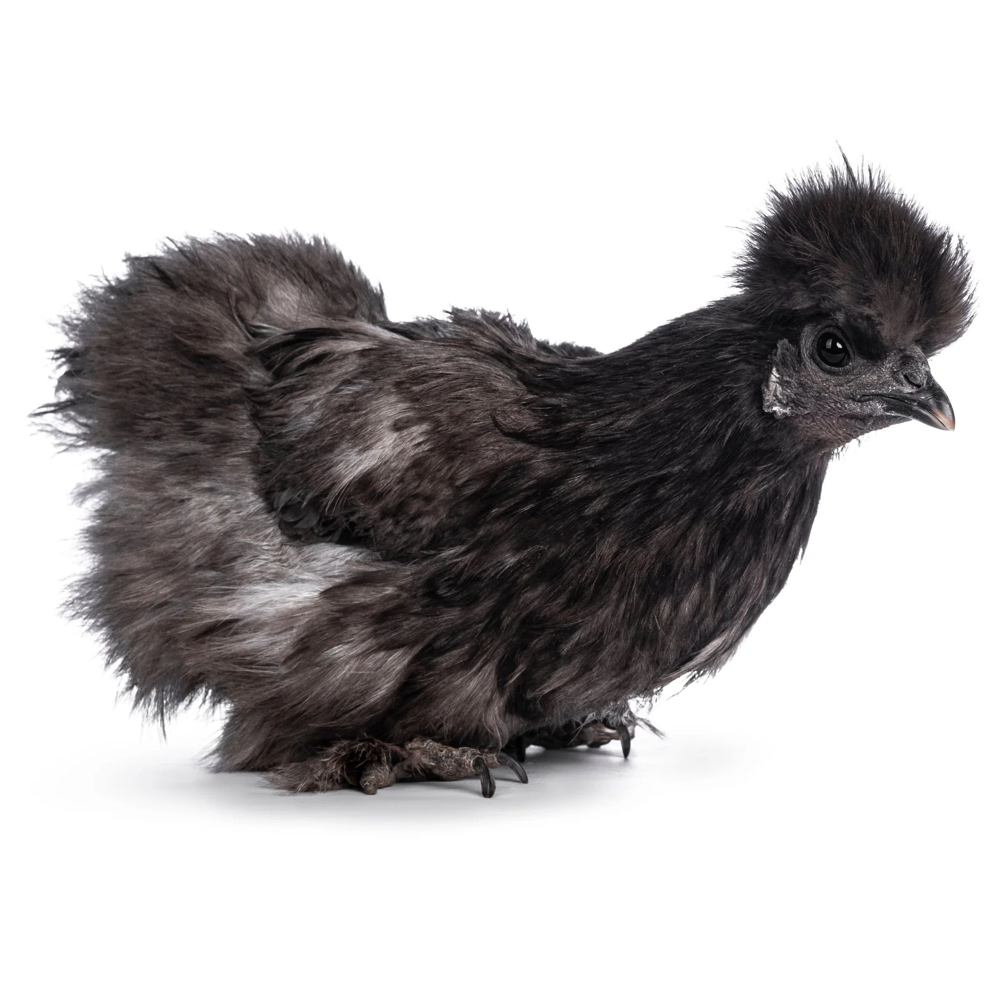 Baby Chicks: Black Silkie Bantam - Weidukt