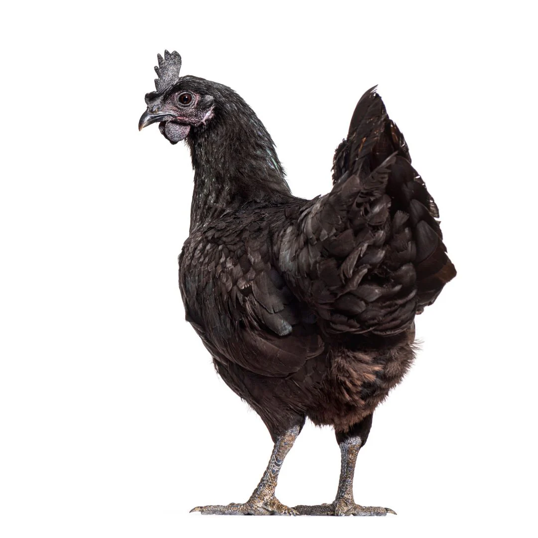 Baby Chicks: Ayam Cemani - Weidukt