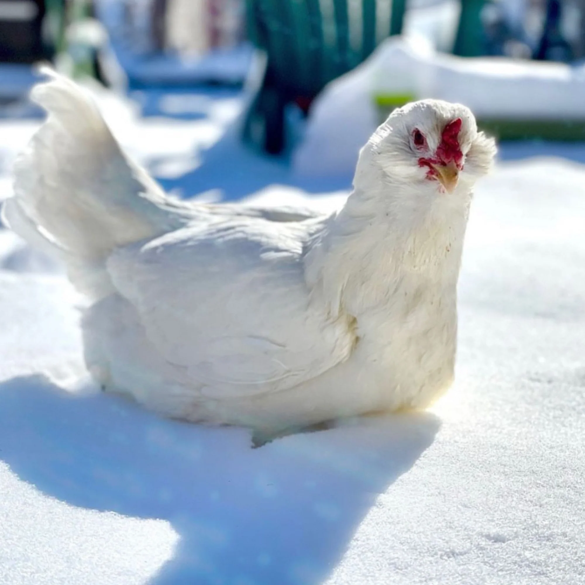 Pullet: Bountiful Blue Egg Layer, Shipping Week of - Weidukt