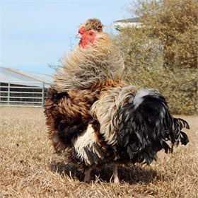 Hatching Eggs: Fun & Funky (a.k.a. chickens of Instagram), Hen Haven Location - Weidukt