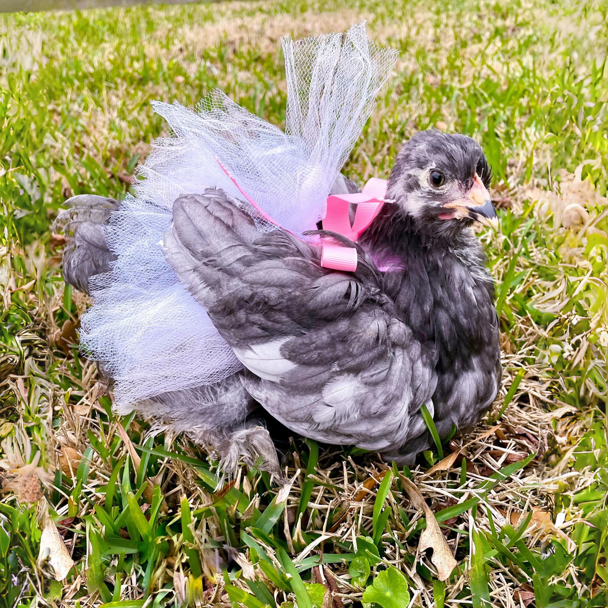 Chicken Tutu (So many colors & sizes!) - Weidukt