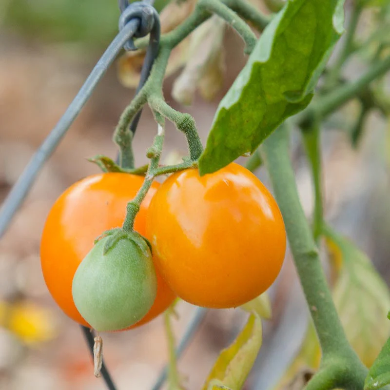 Gold Nugget Tomato Seeds (Organic) - Weidukt