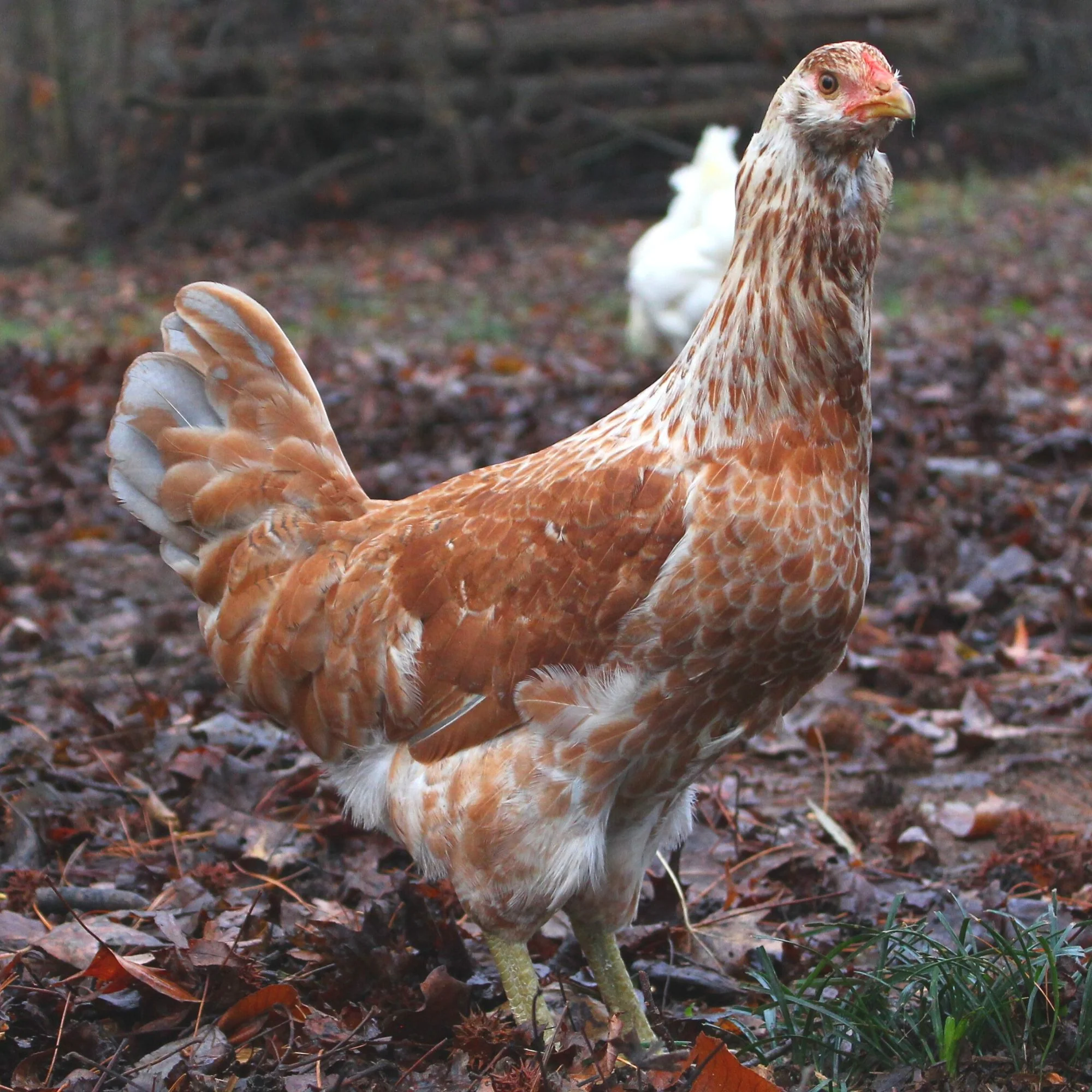 Baby Chicks: Green Queen Easter Egger - Weidukt