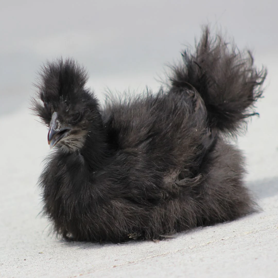 Pullet: Silkie Bantam, Breeder's Choice of Color, Shipping Week - Weidukt