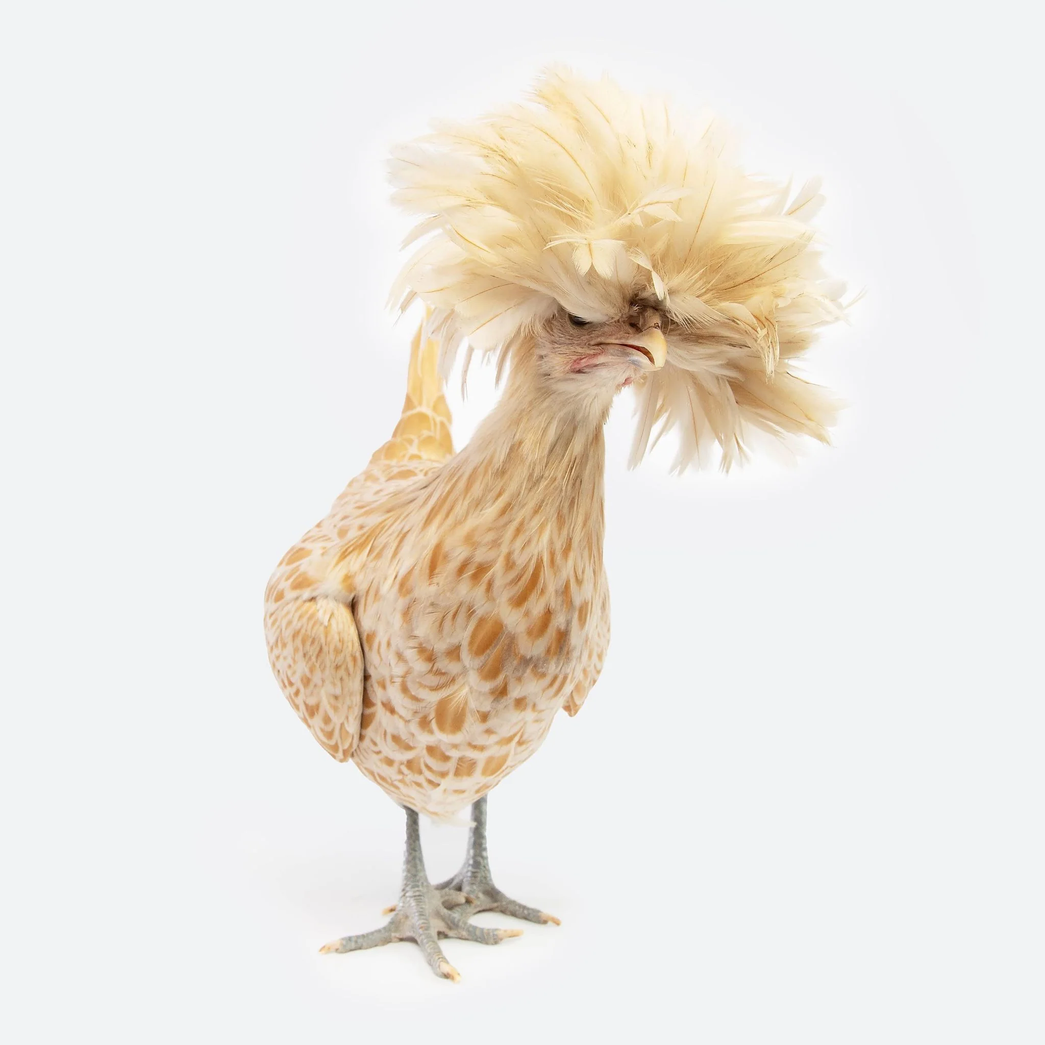 Pullet: Buff Laced Polish, Shipping Week of - Weidukt