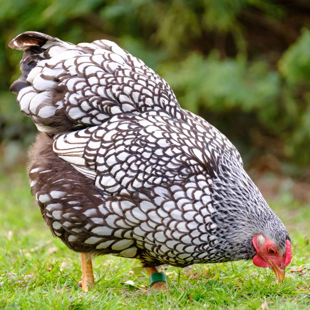 Pullet: Silver Laced Wyandotte, Shipping Week of - Weidukt