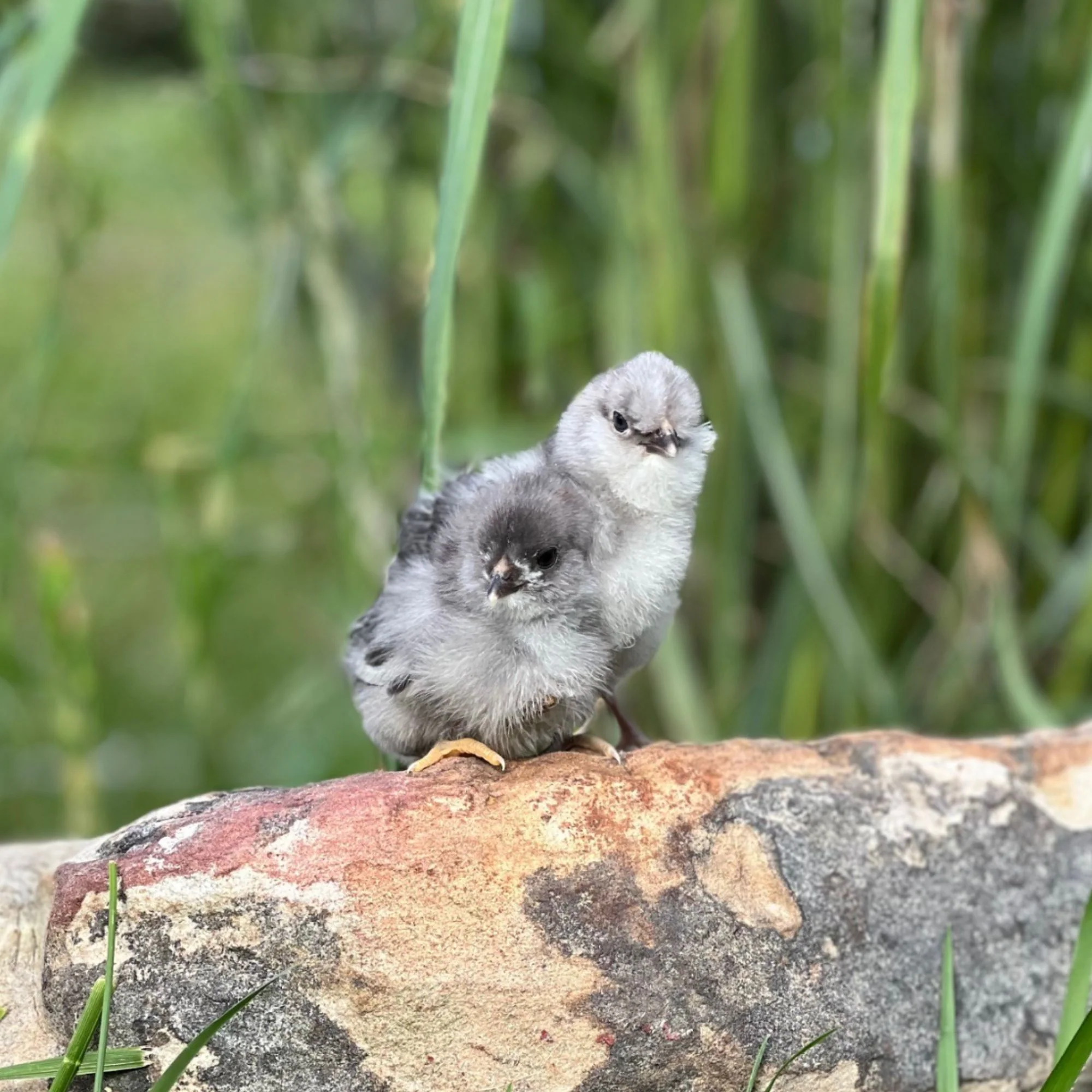 Baby Chicks: Green Queen Easter Egger Bantam - Weidukt
