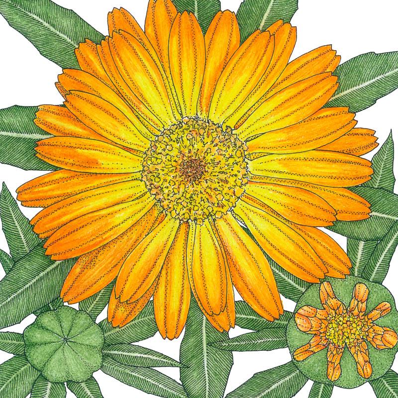 Orange Calendula Seeds (Organic) - Weidukt