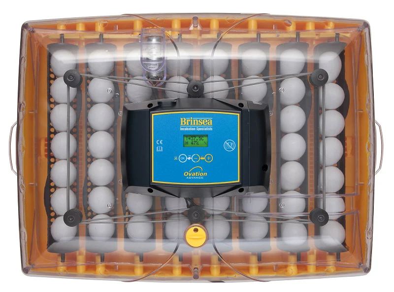 Ovation 56 Advance Digital Incubator (56 Eggs) - Weidukt